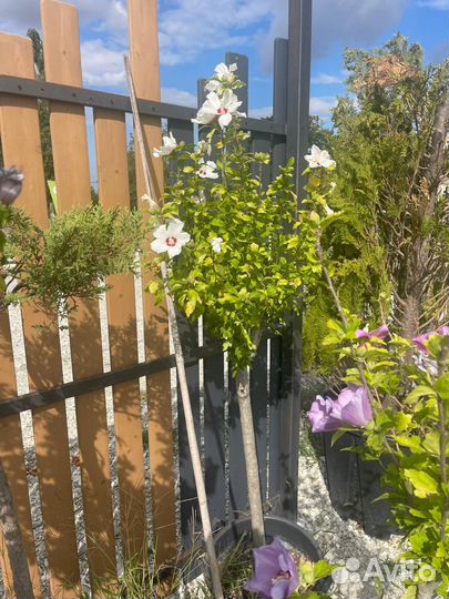 Саженцы гибискуса