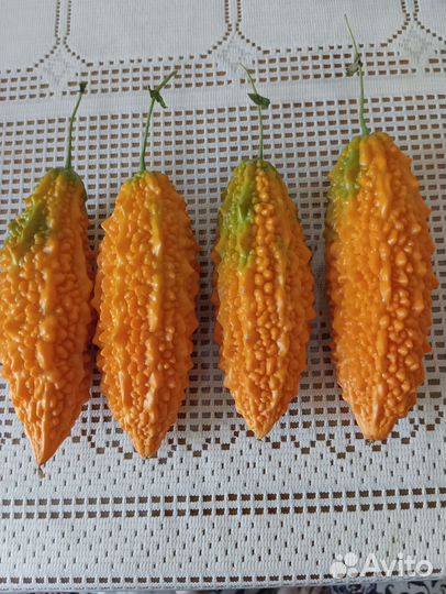 Семена момордики