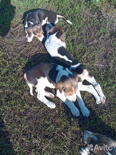 Щенки русской пегой гончей