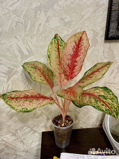 Аглаонемы сортовые