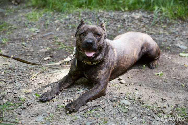 Пёс Непоймиша ищет дом