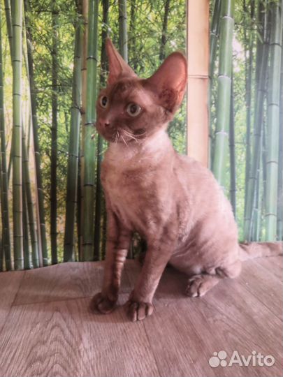 Котята девон-рекс