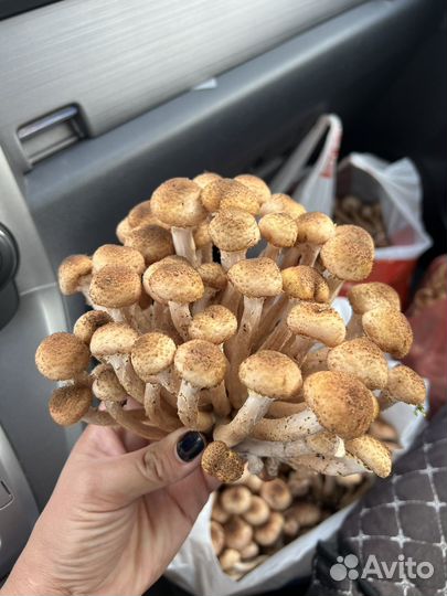 Грибы опята маринованные