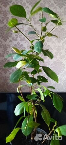 Фикус циатистипула