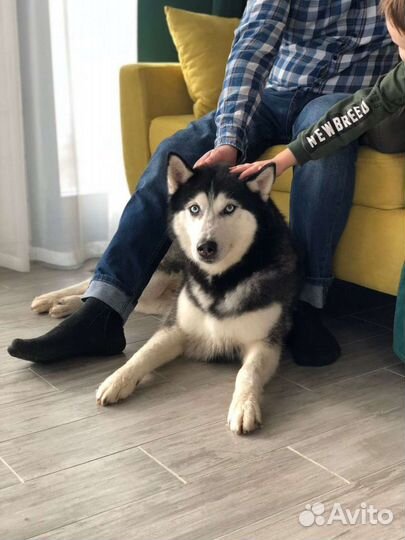 Сибирский хаски вязка