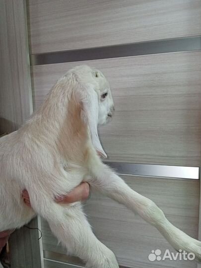 Козлики Нубийские процентные