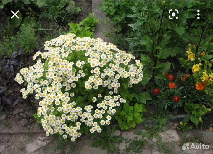 Цветы садовые