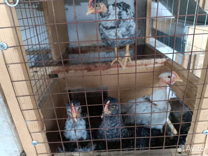 Цыплята подрощеные