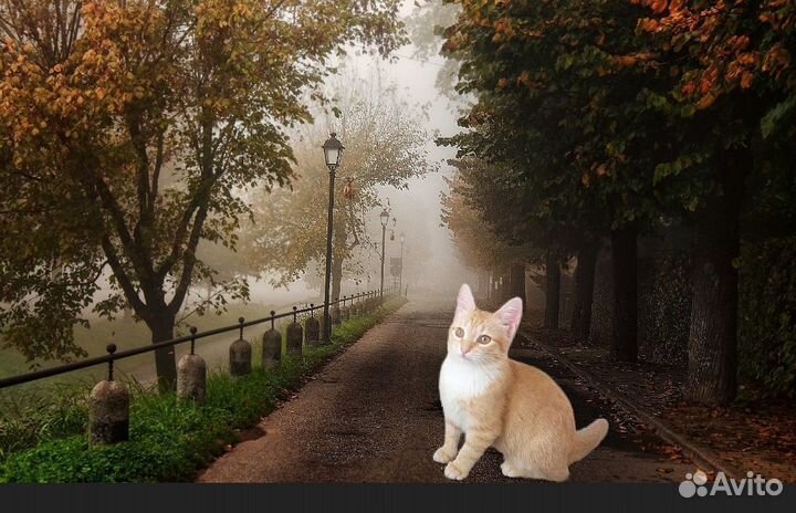 Котята в добрые руки бесплатно