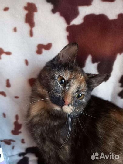 Кошечка малыш