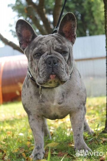 Француз мальчик