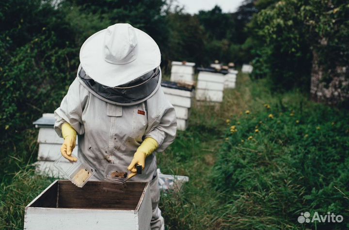 Натуральный вкусный майский мед 2024