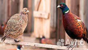 Продажа фазанов