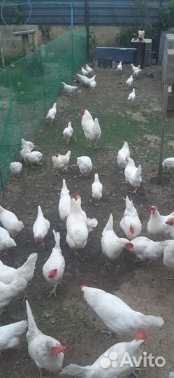 Цыплята,Леггорн