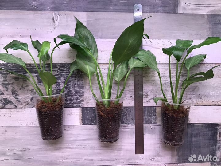 Спатифиллум Spilt milk круглый лист