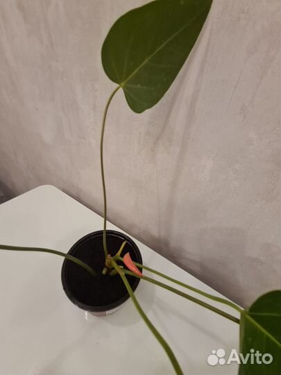 Антуриум мужское счастье