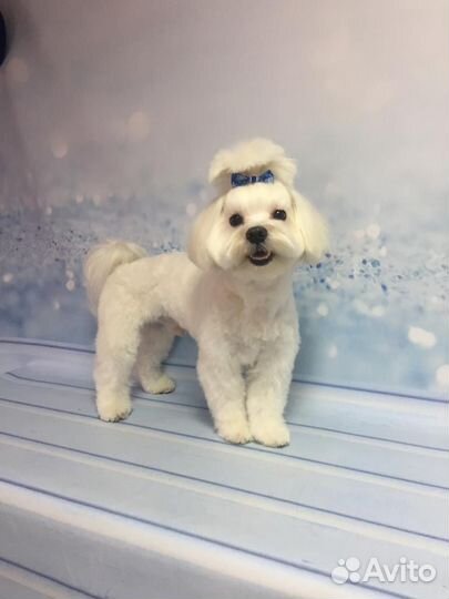 Вязка Мальтезе