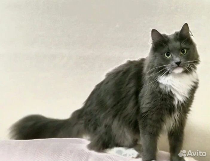 Норвежская лесная кошка Ульяша ищет семью