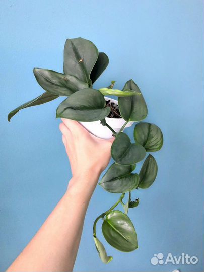 Сциндапсус moonlight