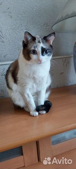 Кошка