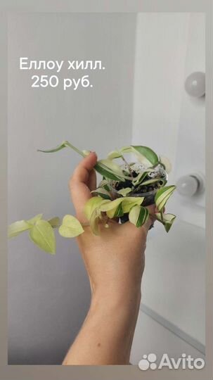 Комнатные растения