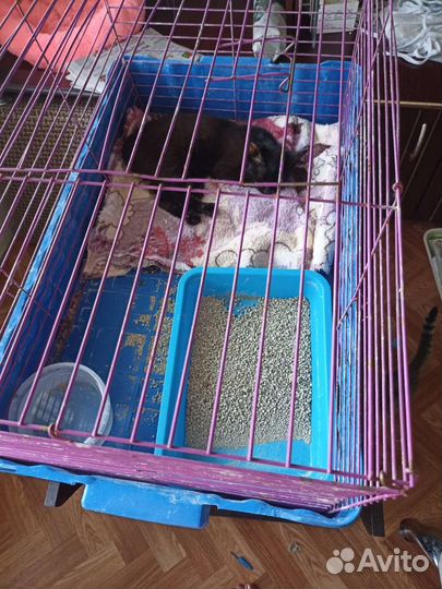 Котенок необходимо лечить