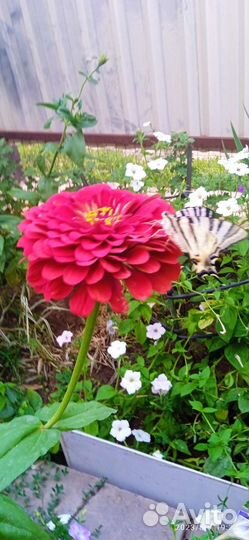 Астры, цинии - на срез