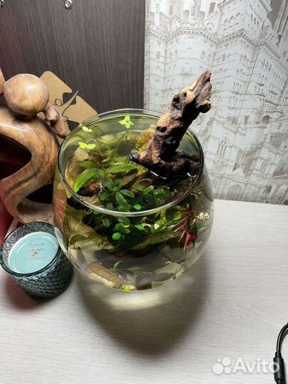 Оформление (дизайн) аквариума