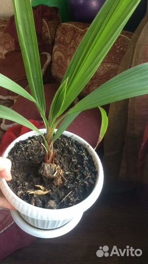 Комнатные цветы. Супер