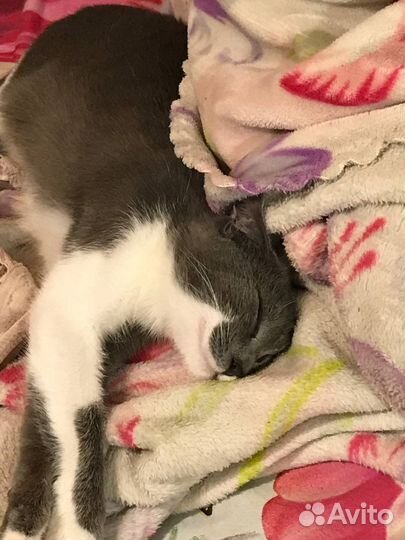 Кошечка бесплатно