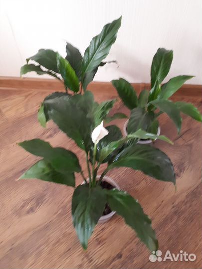 Спатифиллум