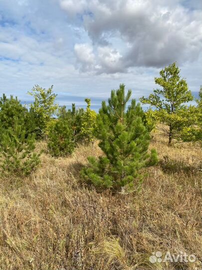 Сосна черная (Котельники )