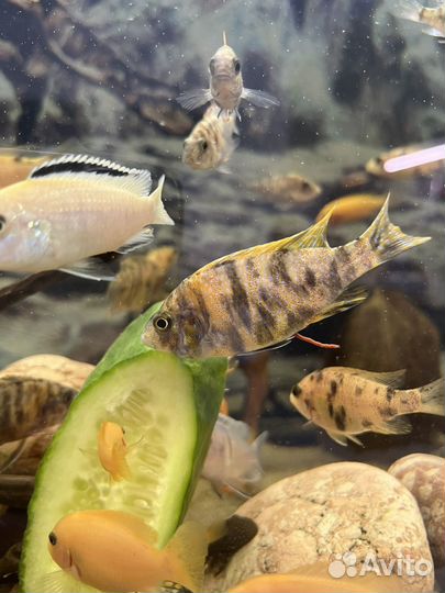 Рыбки цихлиды Аулонокара Мультиколор мальки