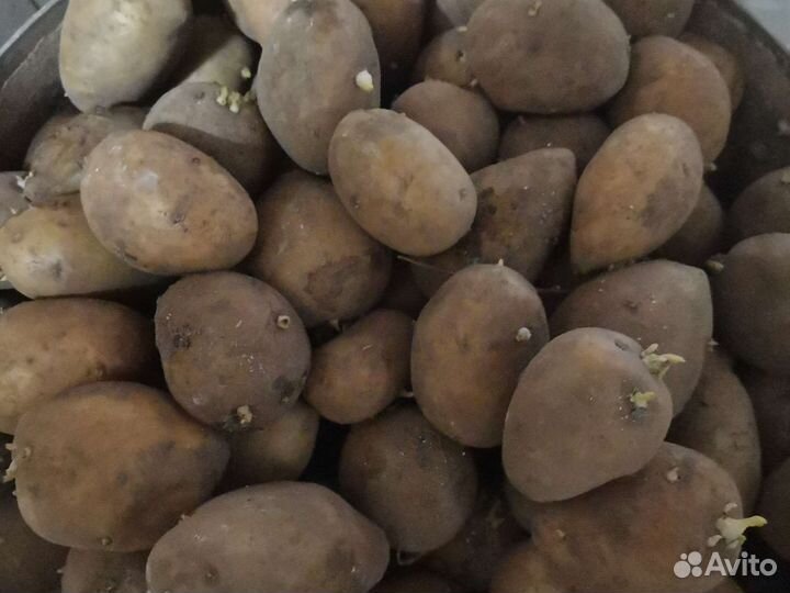 Семенной картофель