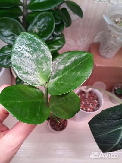 Замиокулькас мидори