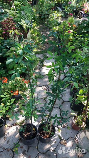 Лианы садовые