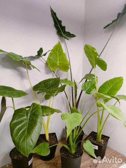 Алоказия сариан