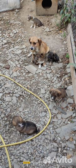 Щенки