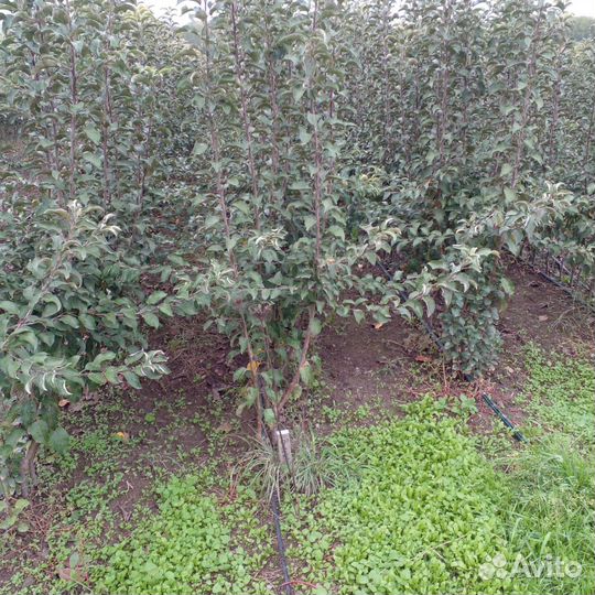 Саженцы от агронома