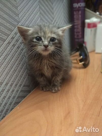 Кошки в добрые руки бесплатно