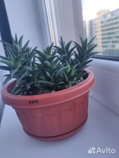 Хавортия извилистая