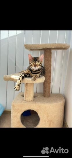 Бенгальская кошка