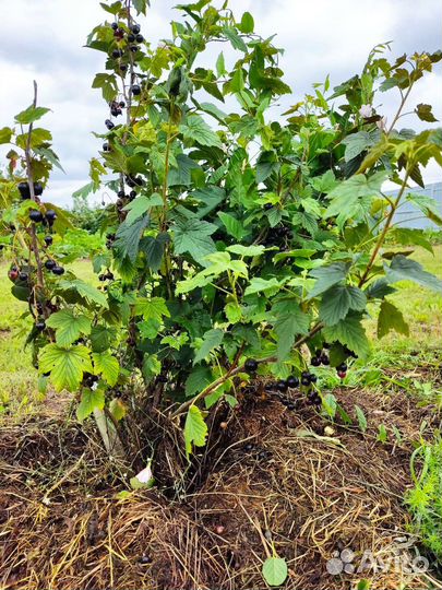 Саженцы черной смородины