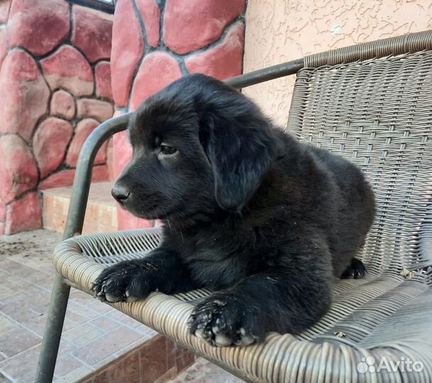 Щенок Мишель