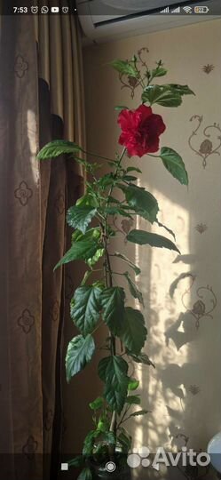 Гибискус китайская роза