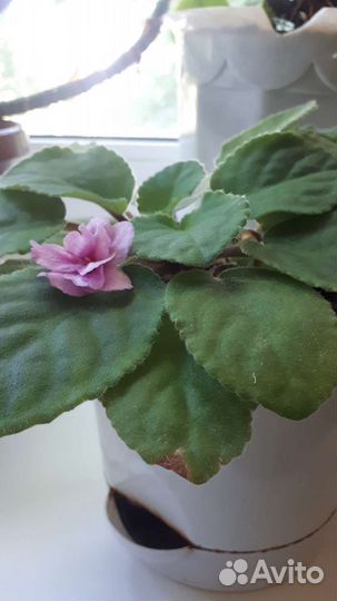 Фиалка в горшках 3 шт