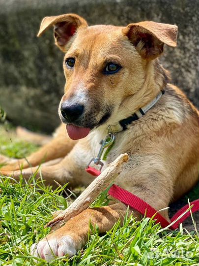 Собака улыбака в дар