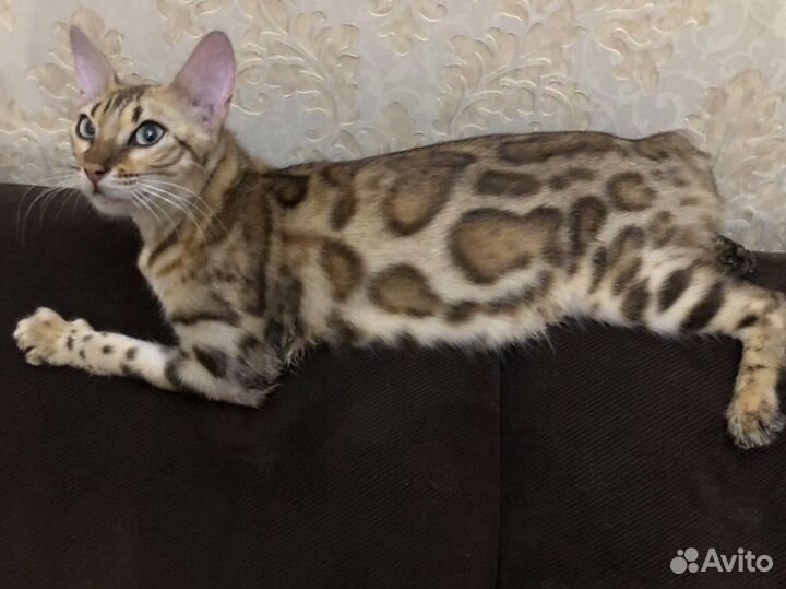 Бенгальская