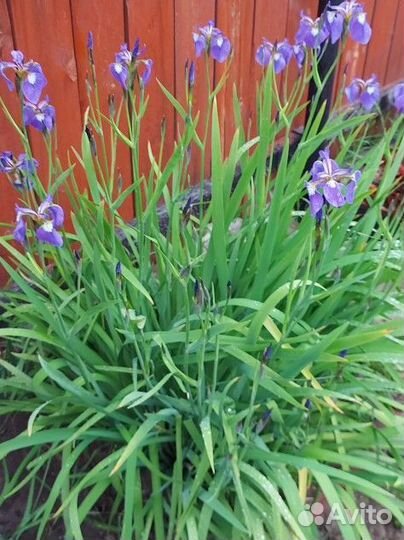 Саженцы многолетних цветов