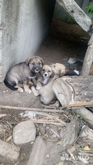 Щенки Алабая в добрые руки
